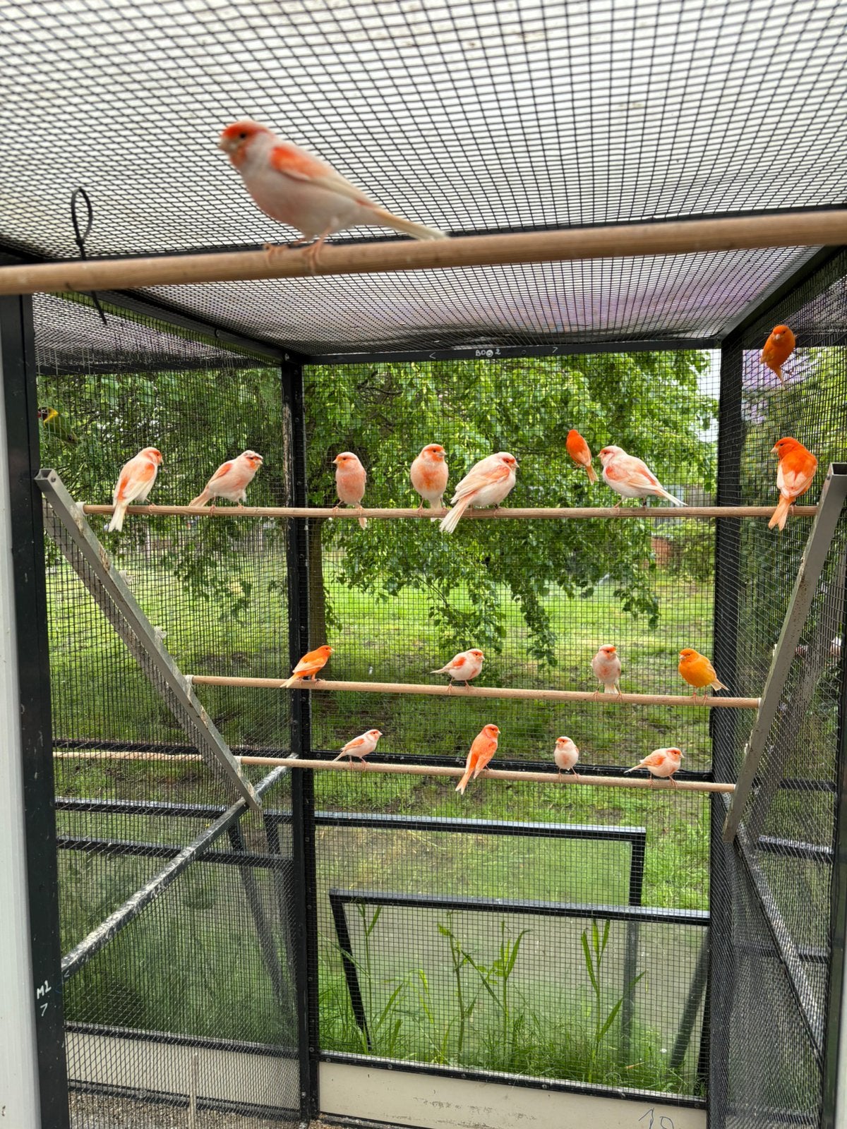 Rode kanaries, Dieren en Toebehoren, Meerdere dieren, Geringd