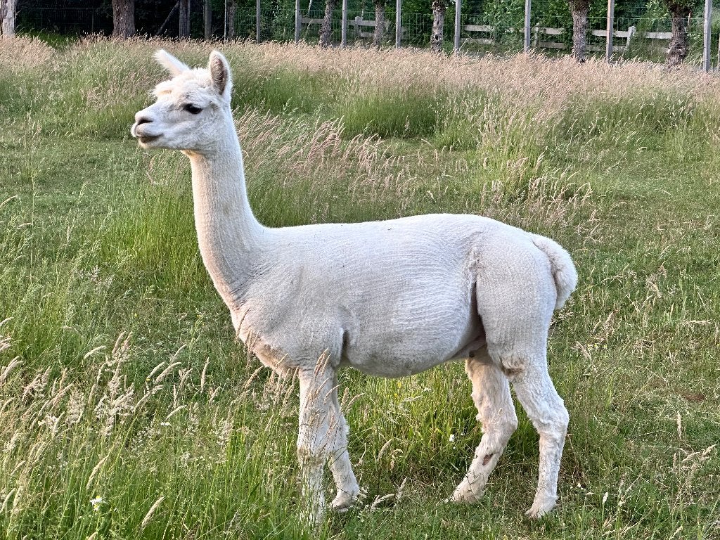Alpaca, Dieren en Toebehoren, Schapen, Geiten en Varkens