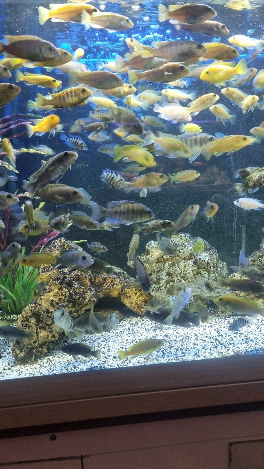 Malawi cichliden mix, Dieren en Toebehoren, Vissen | Aquariumvissen