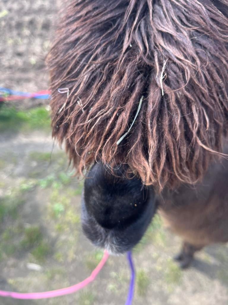 Alpaca merrie, Dieren en Toebehoren, Juni, Vrouwelijk