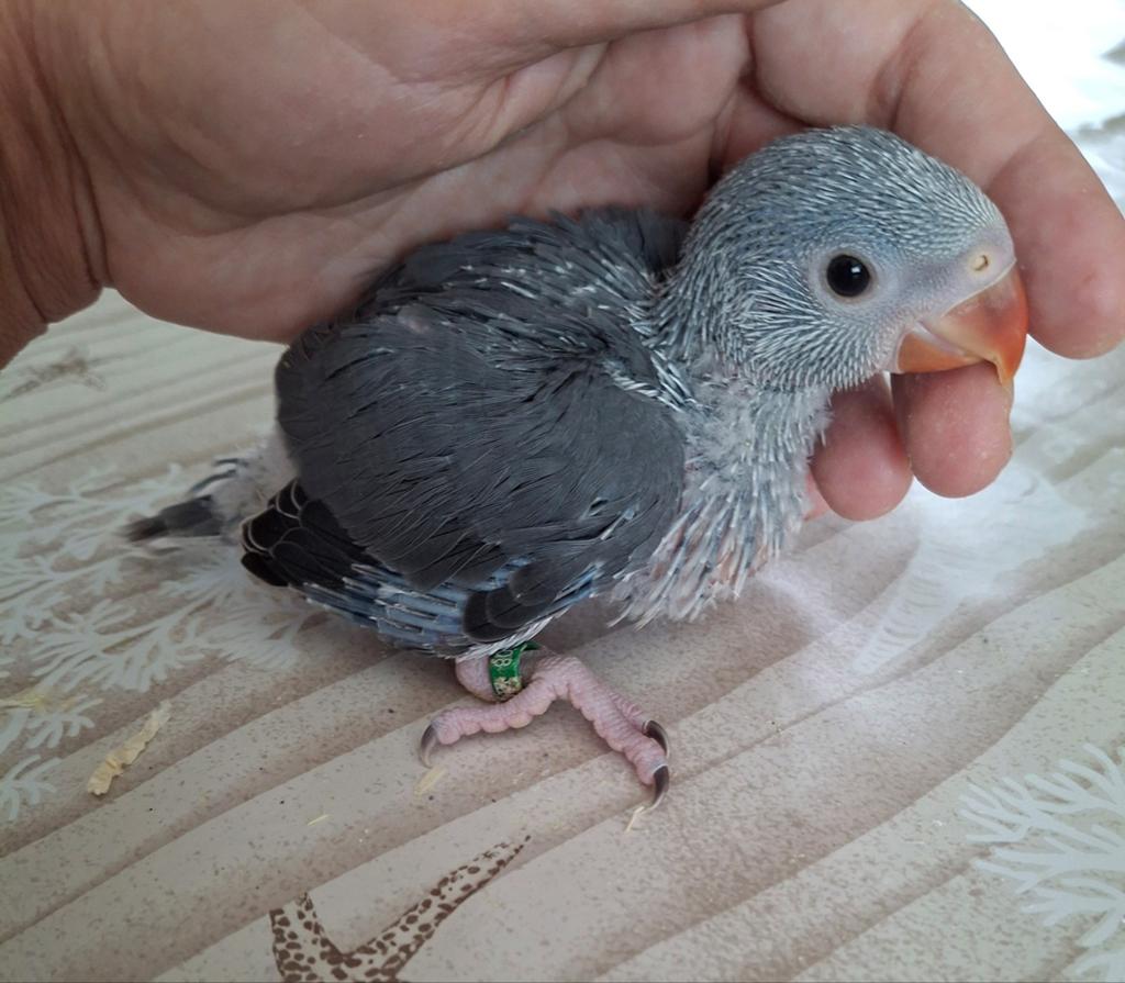 Handtamme baby halsbandparkiet, Dieren en Toebehoren, Vogels | Parkieten en Papegaaien, Pratend