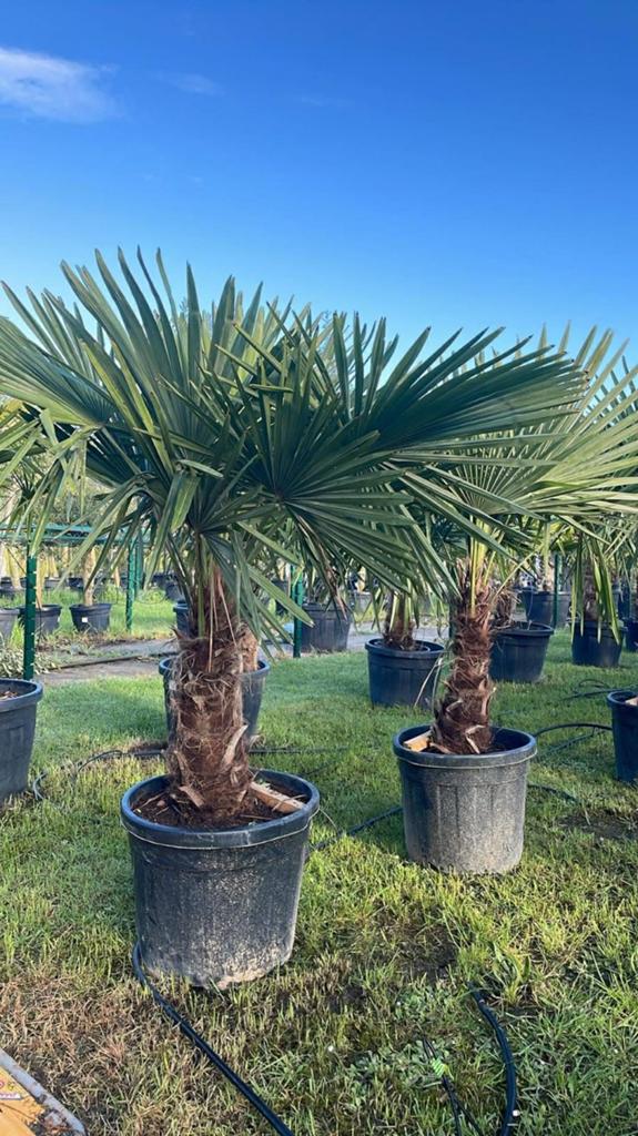 ‼️palmbomen trachycarpus fortunei aan stuntprijzen ‼️, Ophalen