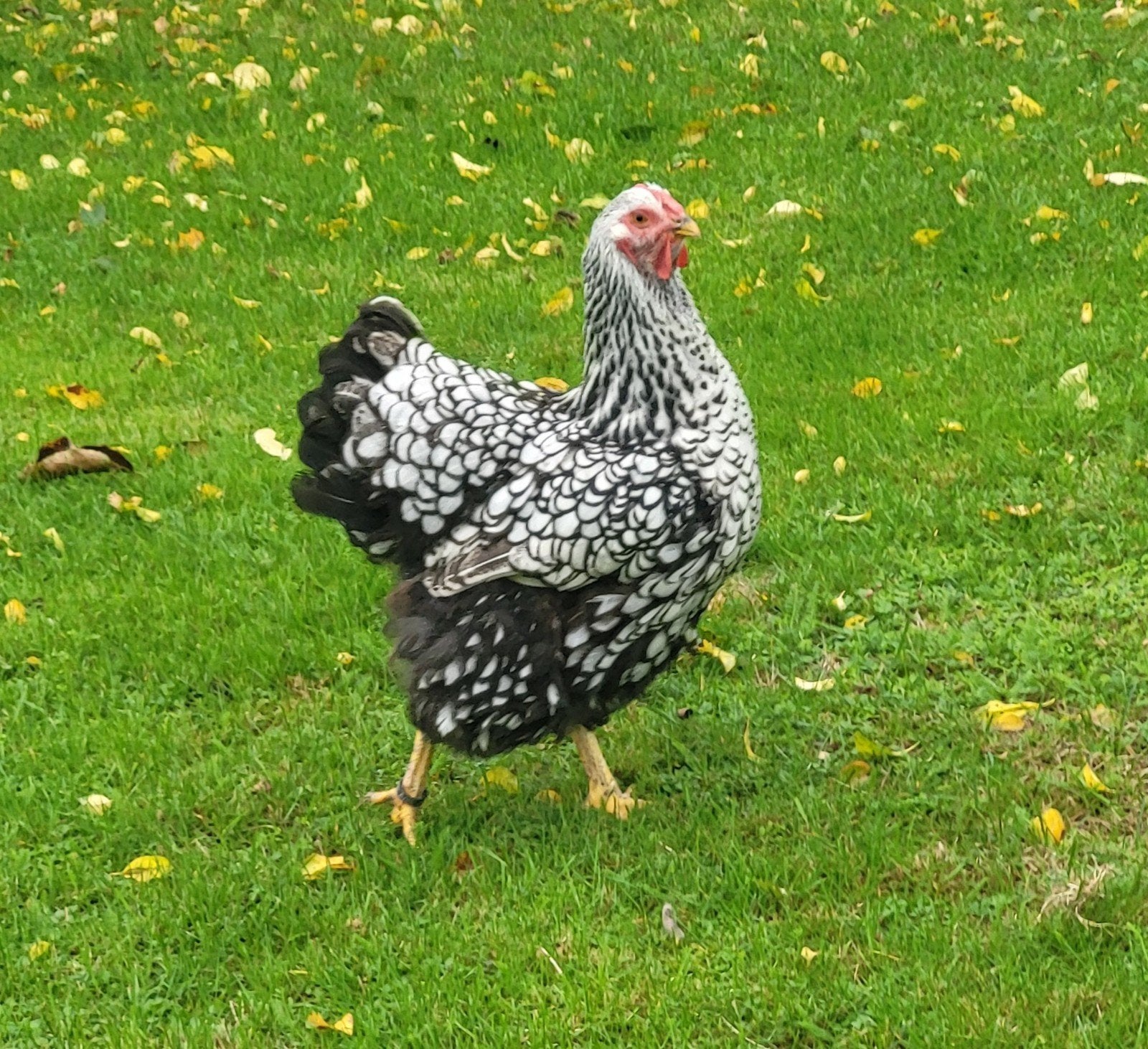 2 hennen wyandotte zilver zwart gezoomd, Dieren en Toebehoren