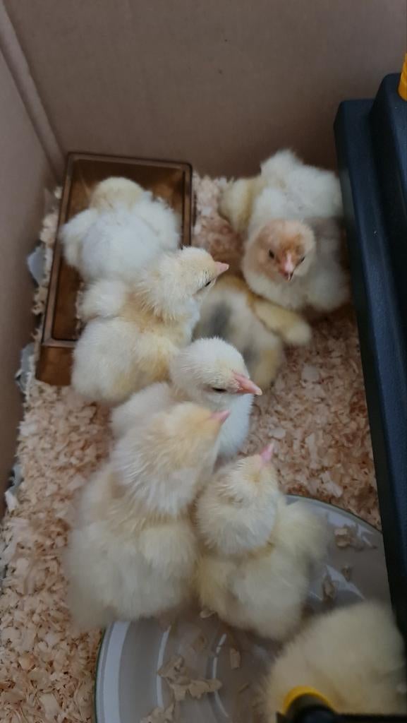 Kuikens brahma lemon pyle raszuiver, Dieren en Toebehoren, Pluimvee, Kip, Meerdere dieren