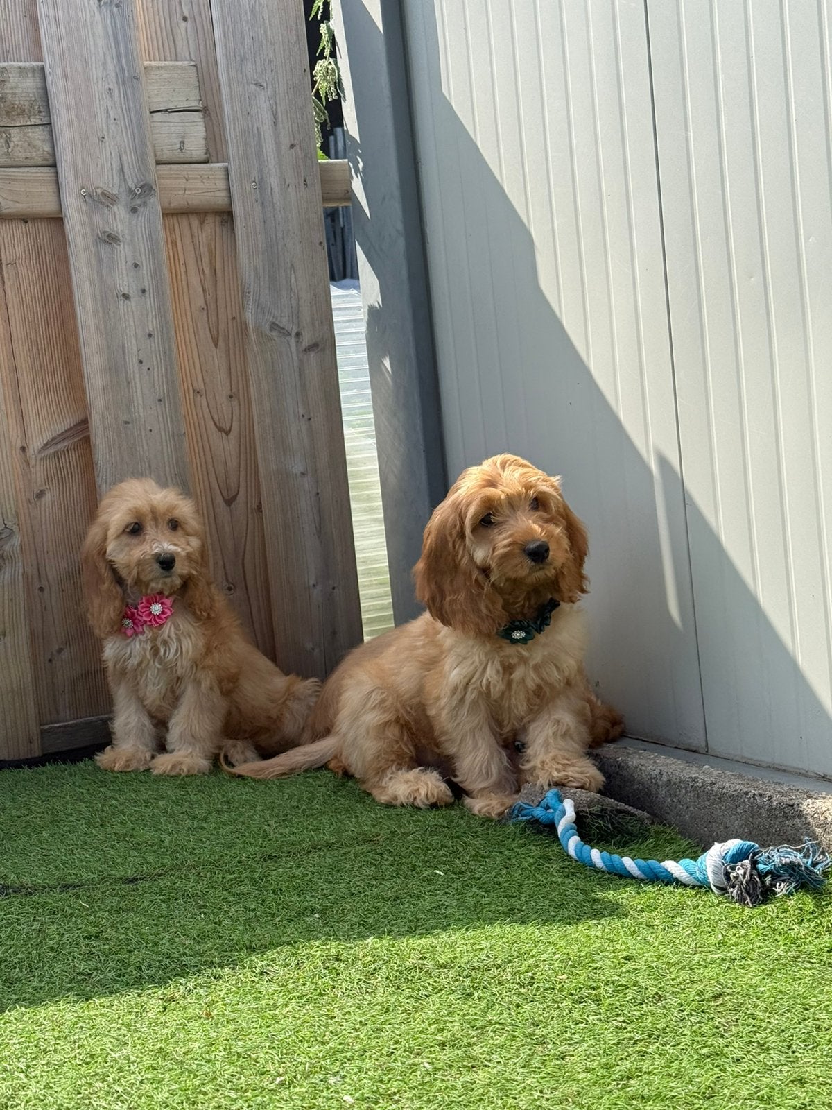 Mooie Cockapoo pups, Dieren en Toebehoren, Honden | Retrievers, Spaniëls en Waterhonden, België, Overige rassen, CDV (hondenziekte)