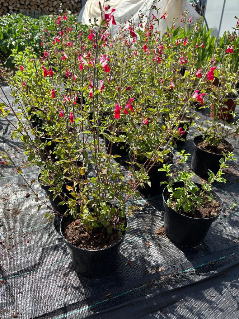 Salvia Hotlips, Tuin en Terras, Ophalen