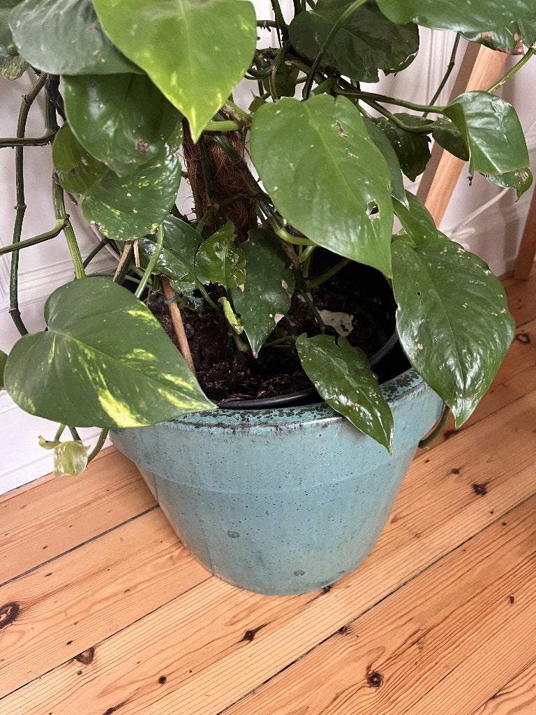Pots colorés - prix cassés, Jardin & Terrasse, 40 à 70 cm, 25 à 40 cm, Rond, Comme neuf