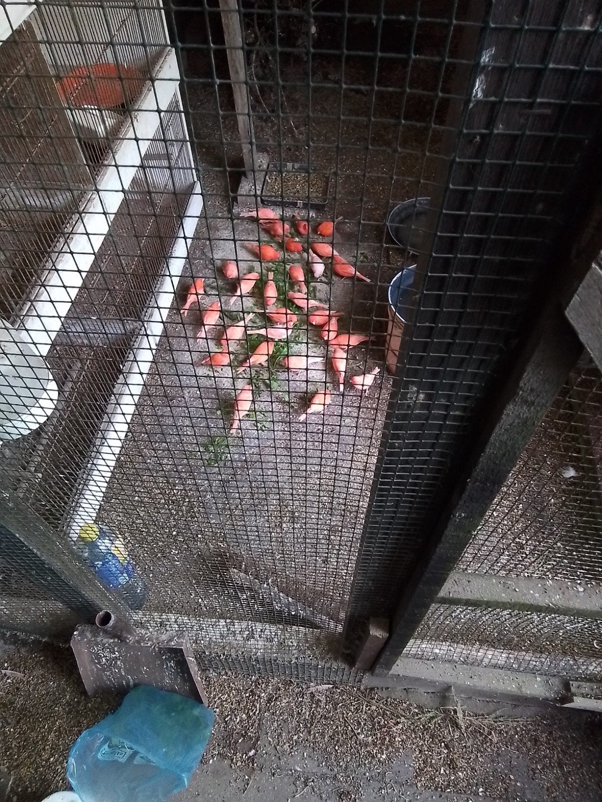 rode kanaries, Dieren en Toebehoren, Geslacht onbekend, Kleurkanarie