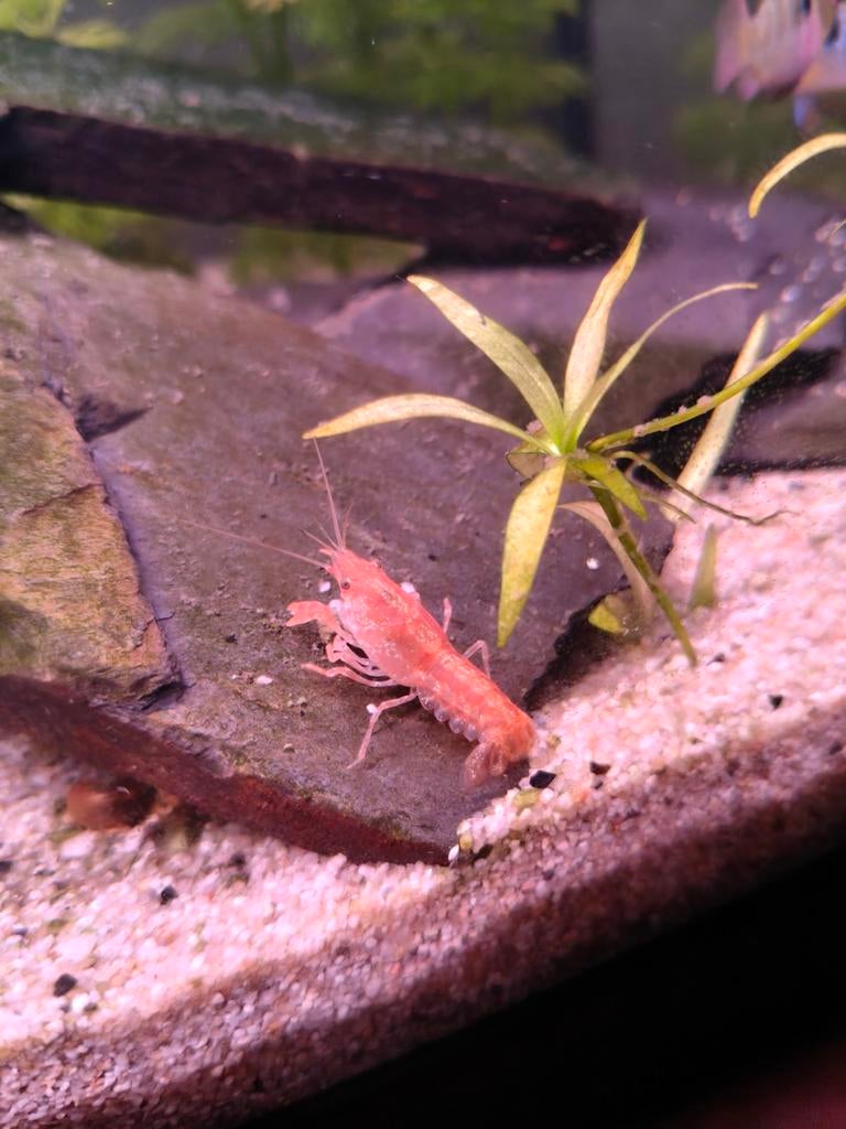 Écrevisse naine cpo