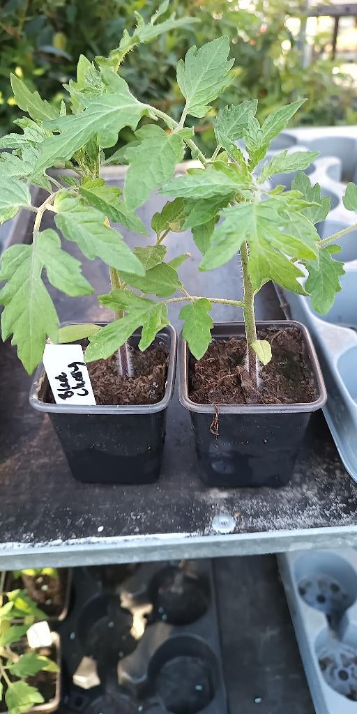 tomatenplanten kerstomaat Black Cherry - Cerise - Brown Egg, Ophalen, Groenteplanten, Eenjarig, Halfschaduw
