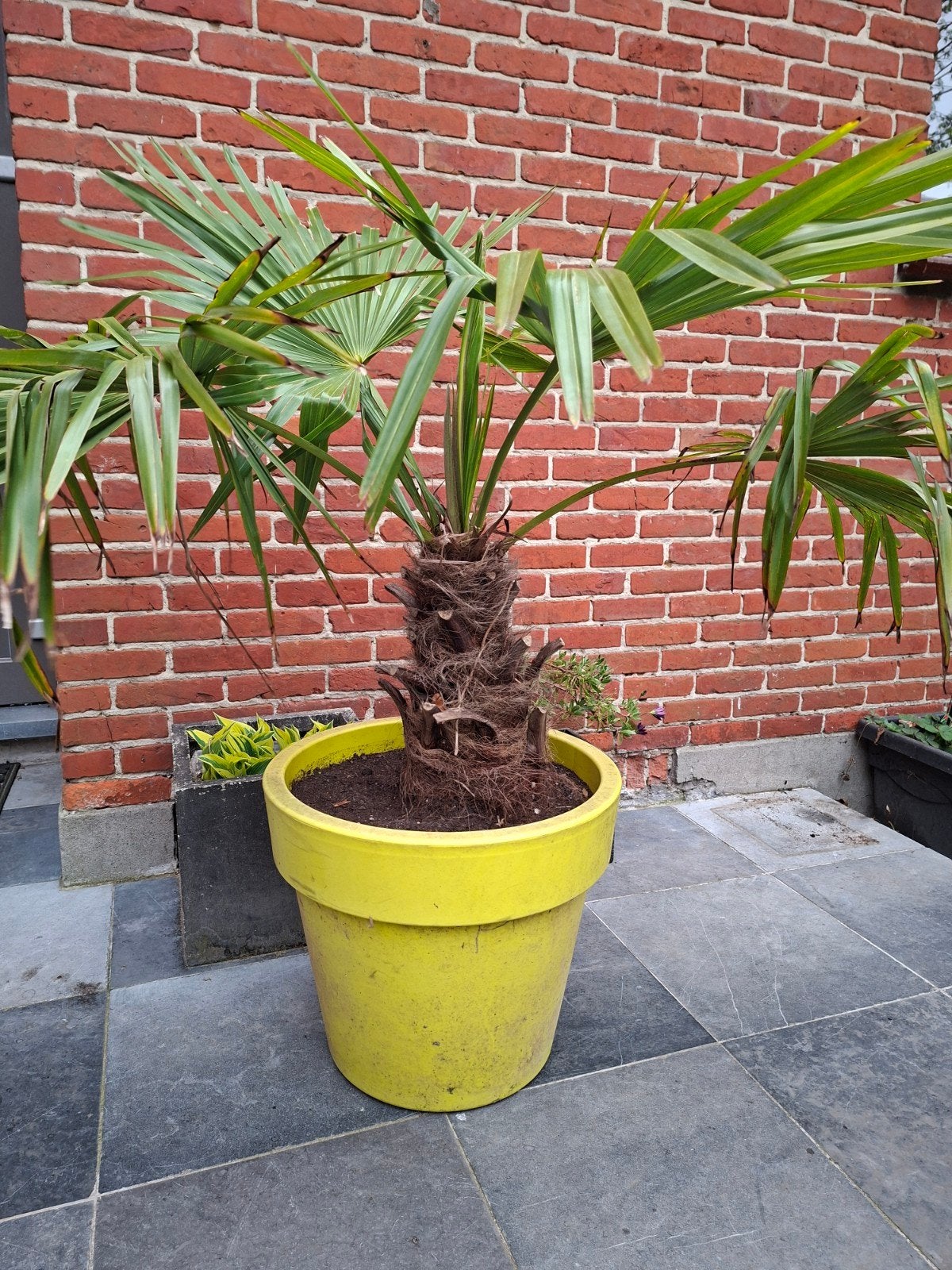 Trachycarpus Fortunei, Tuin en Terras, Planten | Tuinplanten, Volle zon, Vaste plant, Bloeit niet, Ophalen