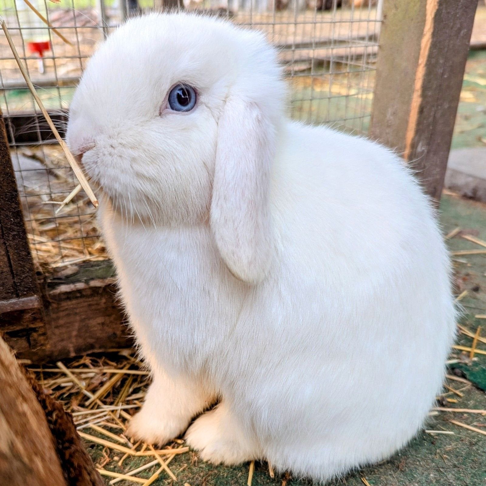 Minilopjes, Animaux & Accessoires, Lapins