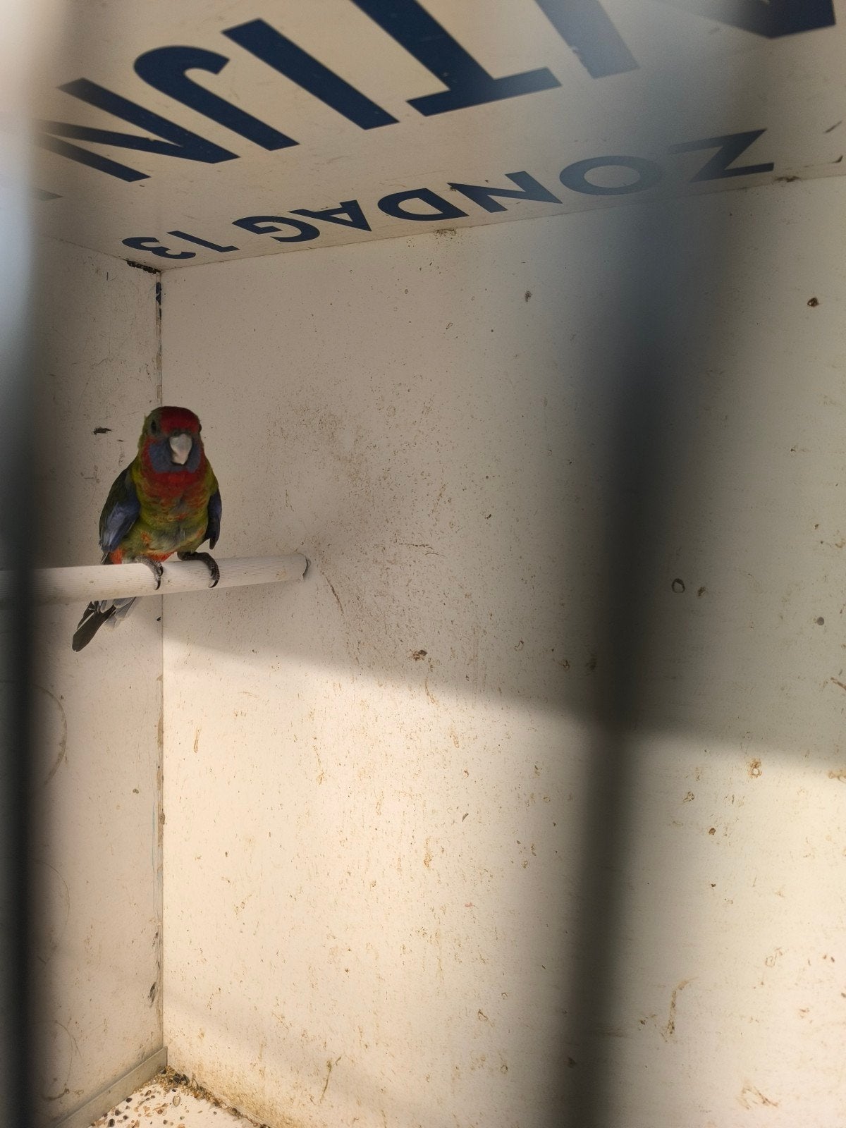 roodbuik rosella, Mâle, Bagué