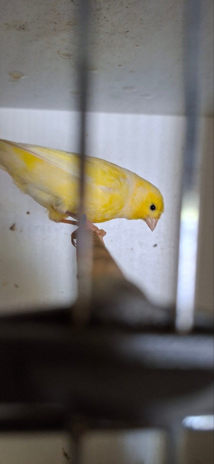 Kanarie man, Dieren en Toebehoren, Vogels | Kanaries