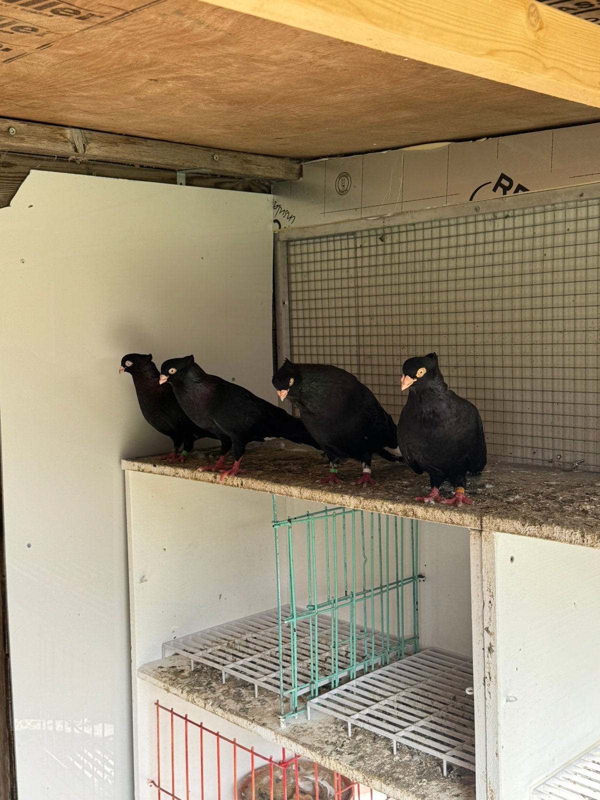 Pigeons noirs à vendre (nishki), Animaux & Accessoires, Oiseaux | Oiseaux Autre