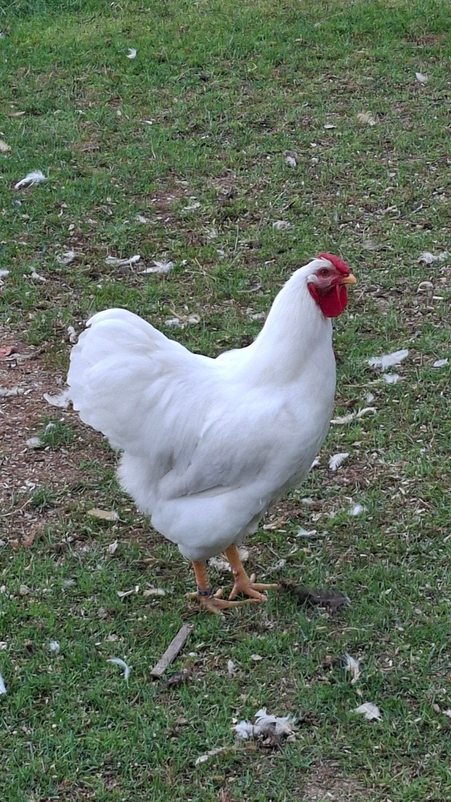 diverse jonge hanen, Dieren en Toebehoren, Pluimvee, Mannelijk, Kip