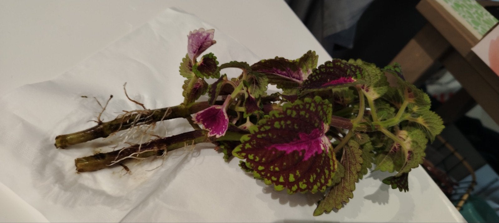 Plantes - boutures _ jeunes Coleus en pot., Enlèvement ou Envoi, Mi-ombre