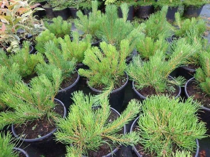 Pinus Uncinata Bergden in Pot – Sterke Bergconifeer