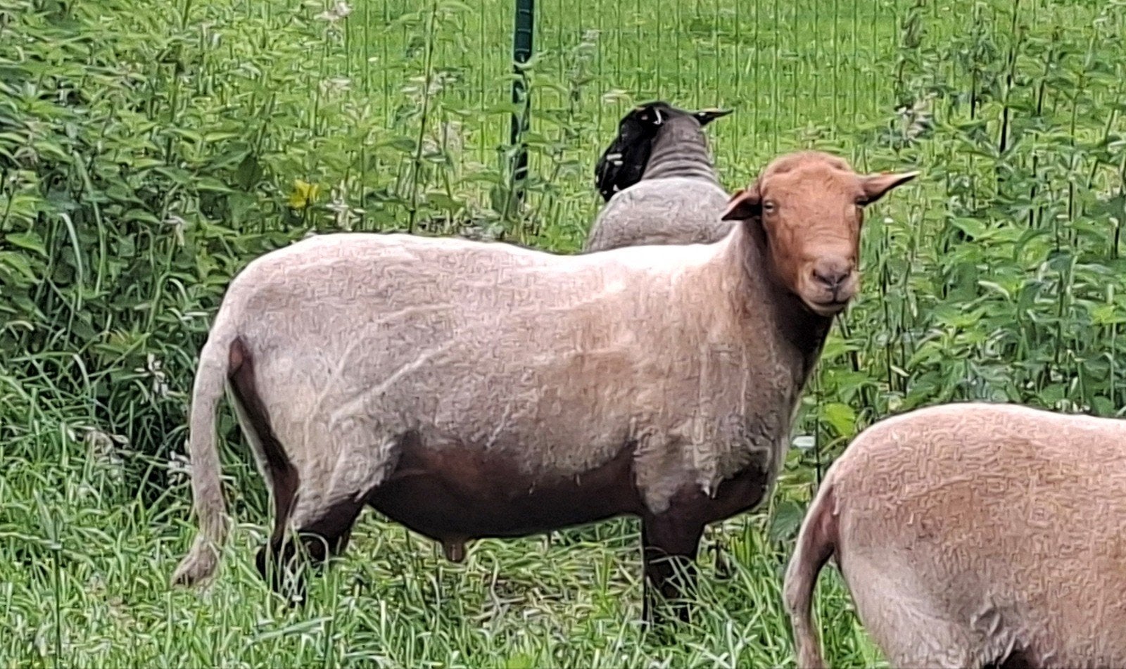 Ardense voskop ram