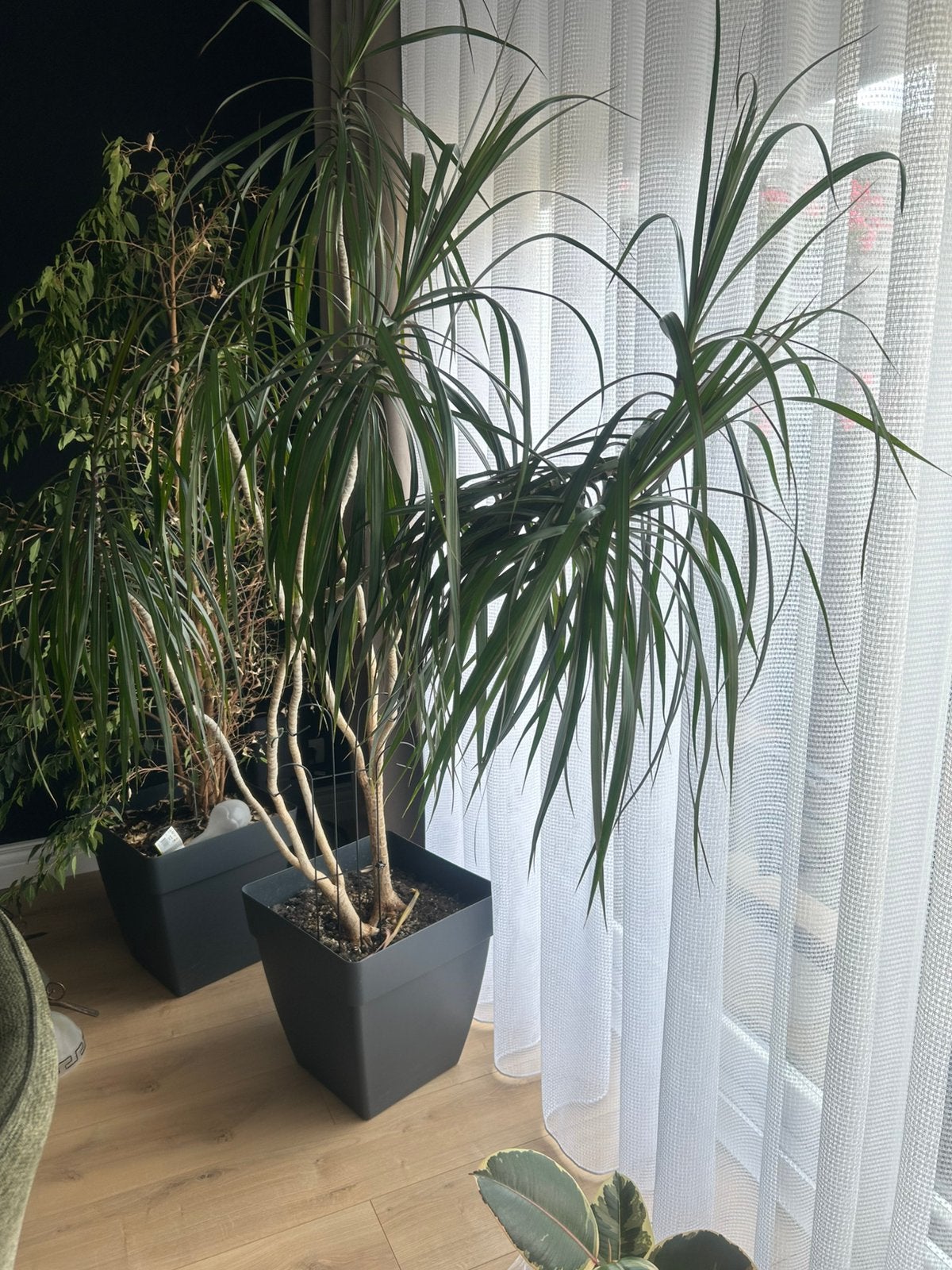 Kamerplant, Ophalen, Palm, In pot, 150 tot 200 cm