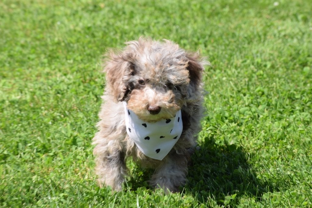 Poedel pups mooie keuze, Poedel, België, 15 weken tot 1 jaar, Meerdere