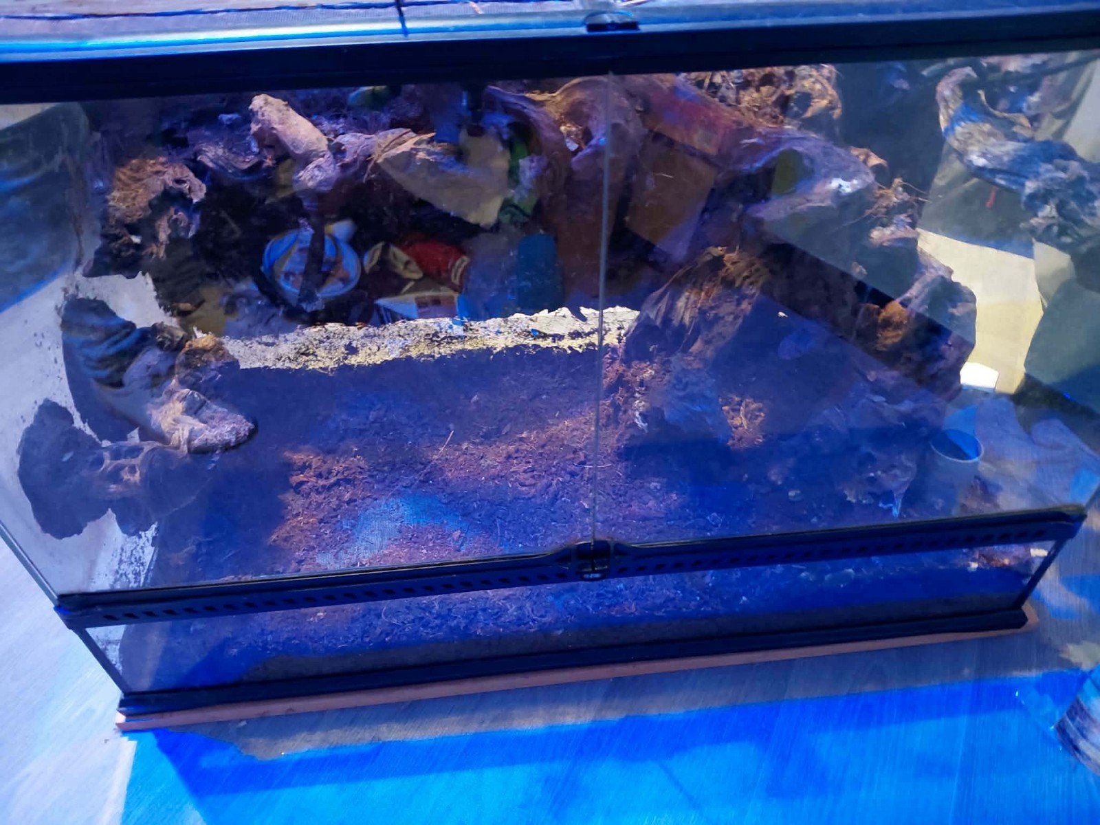 Terrarium, Enlèvement