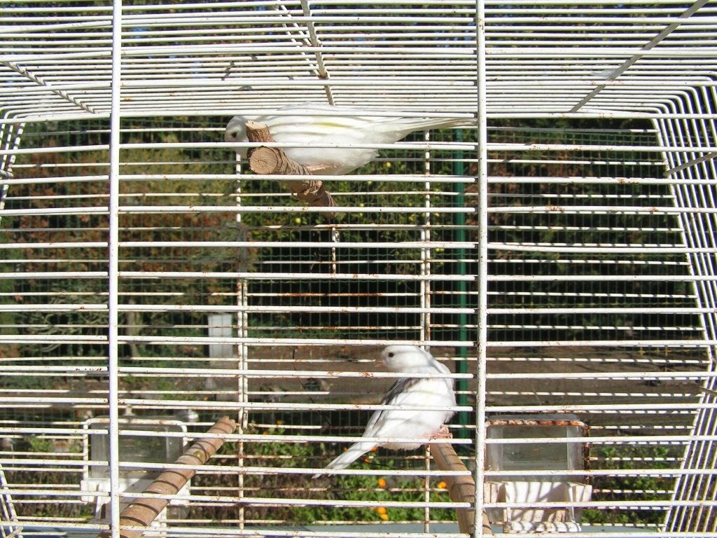 canaris blancs - jeunes, Mâle, Canari de couleur