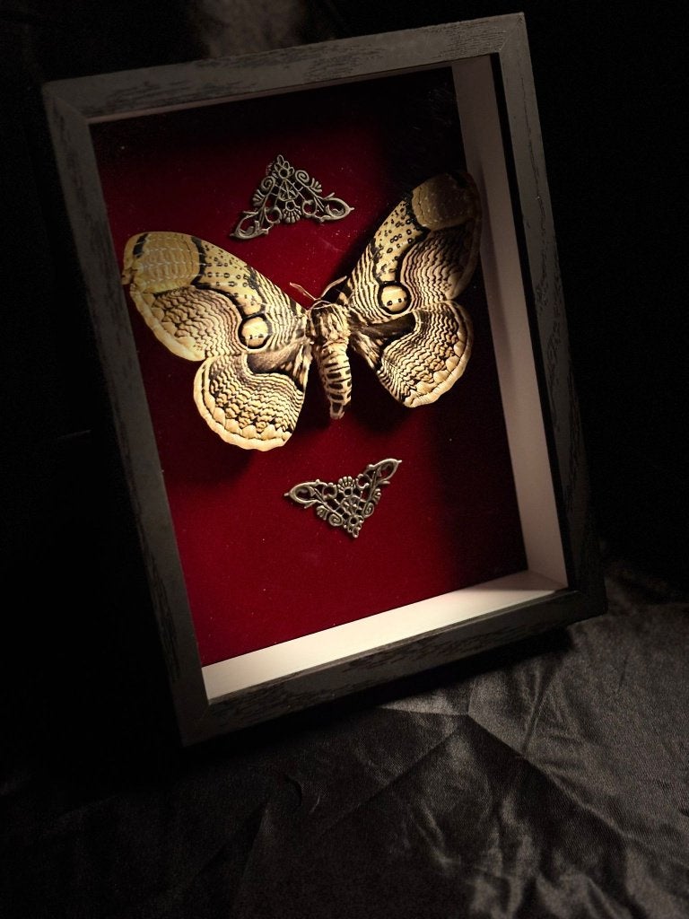 Brahmaea Hearseyi in lijst, Collections, Collections Animaux, Enlèvement ou Envoi, Neuf, Insecte, Animal empaillé