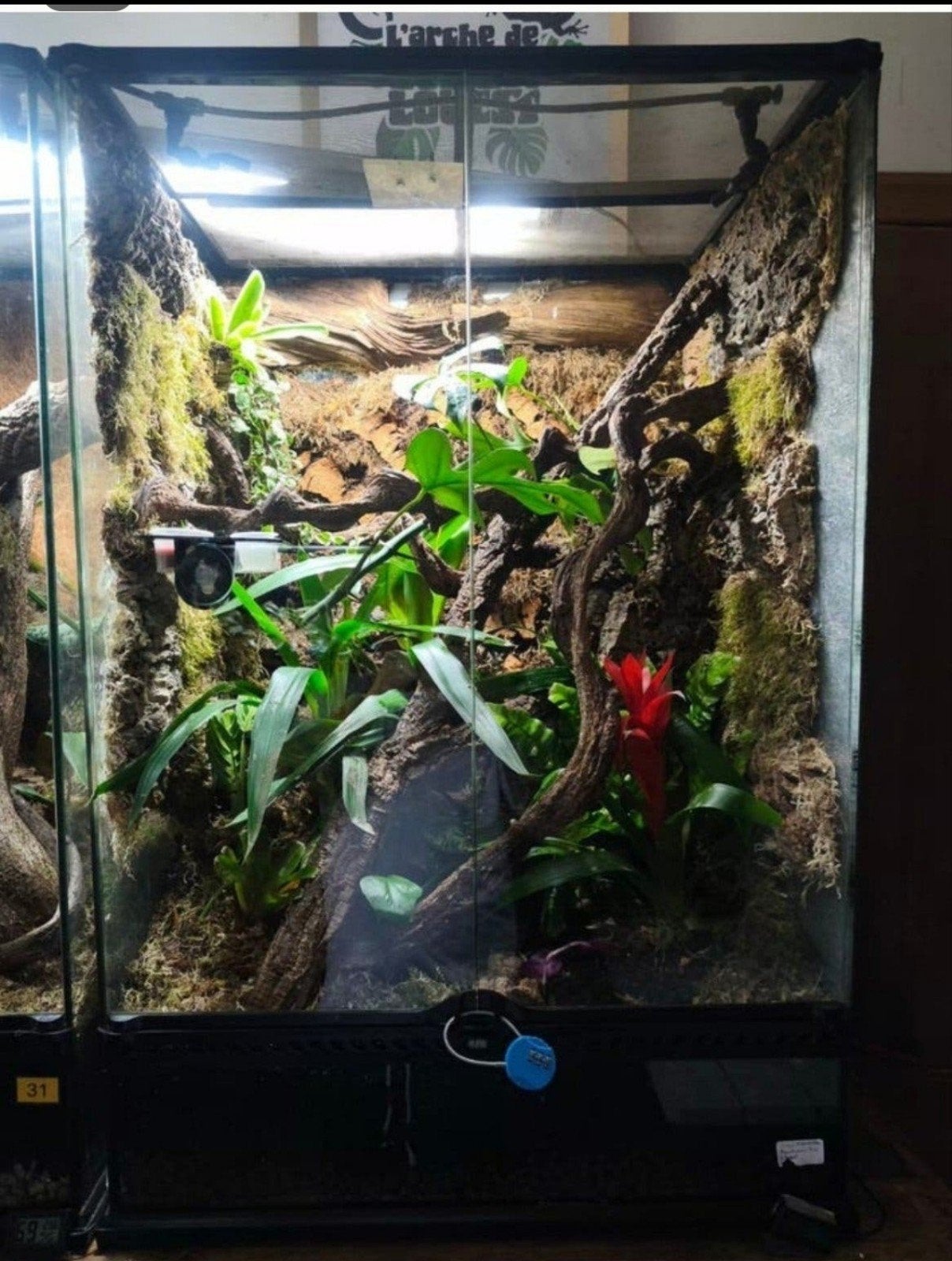 ExoTerra 60x45x90 Création pro Jungle + occupant Leachianus, Enlèvement, Comme neuf, Terrarium ou Paludarium