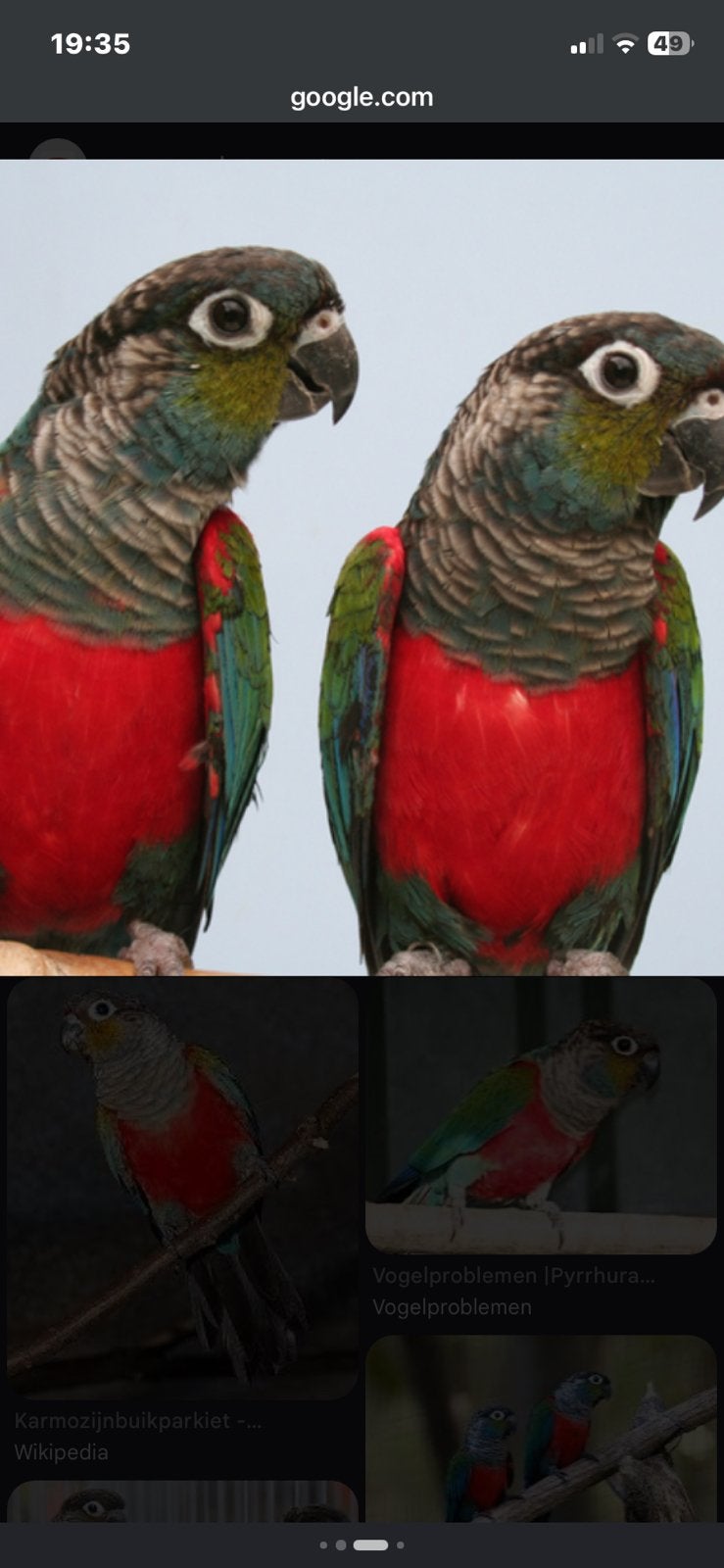 Pyrrhura perlata poppen 2026, Animaux & Accessoires, Oiseaux | Perruches & Perroquets, Domestique