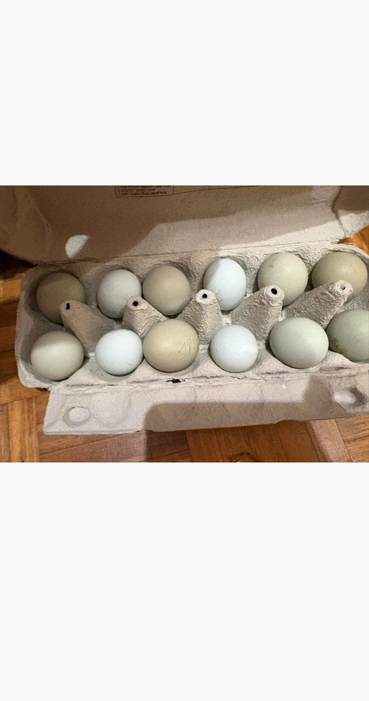 Blauwe/Groene broedeieren – Araucana kruising, Enlèvement, Comme neuf, Couveuse