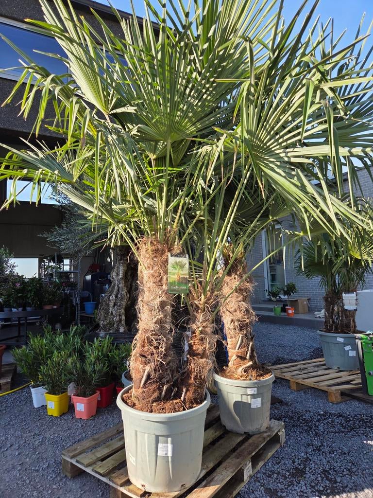Palmboom Palmboom Trachycarpus Fortunei 2 stam, Ophalen, Halfschaduw, Palmboom