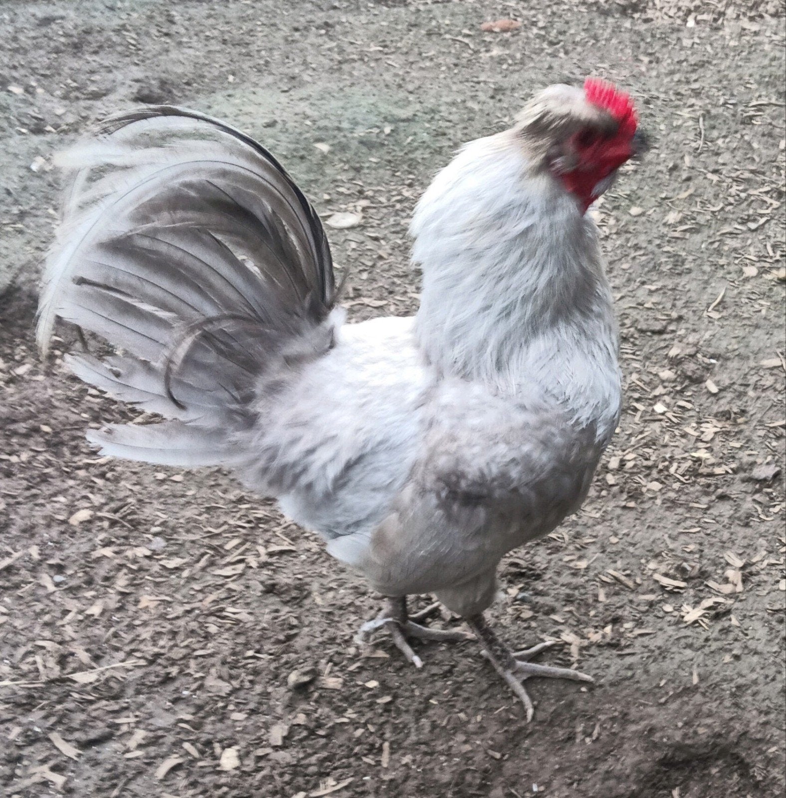 Arauncana haan, Dieren en Toebehoren, Pluimvee