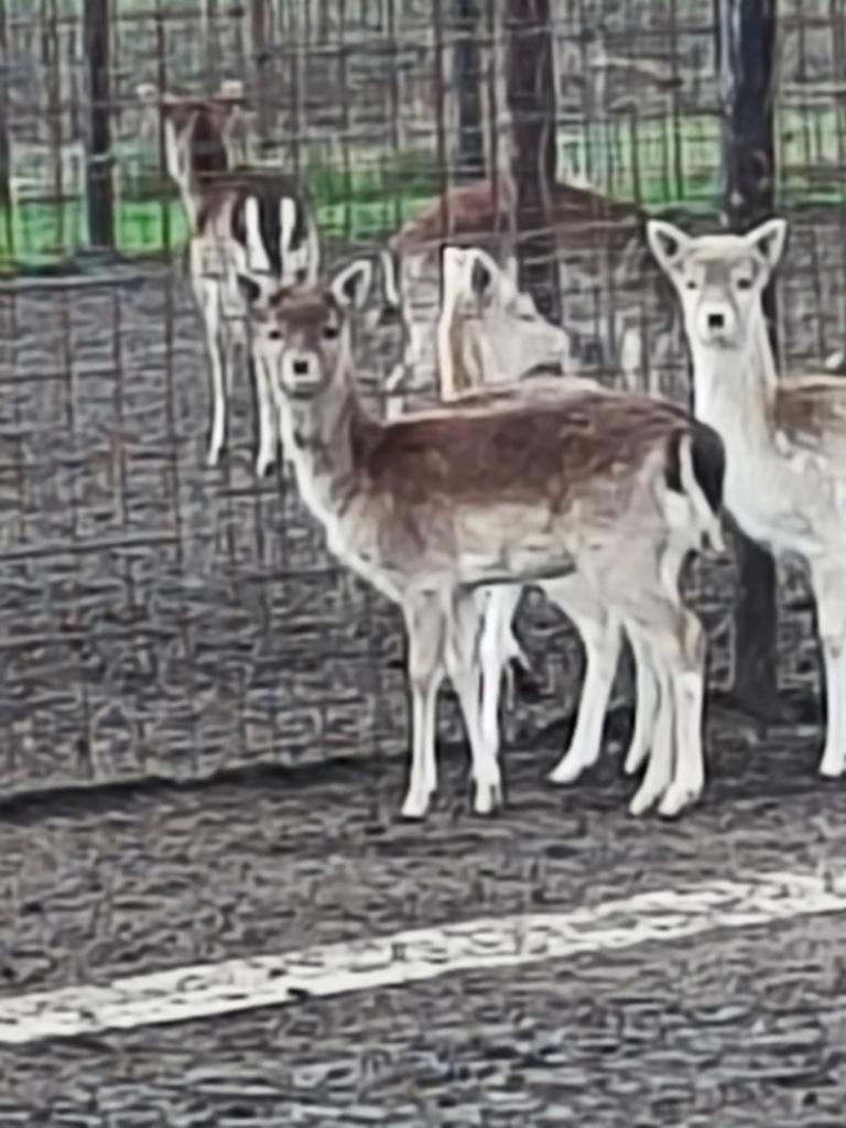 Damherten ( Nog enkele stuks beschikbaar ), Dieren en Toebehoren, Schapen, Geiten en Varkens