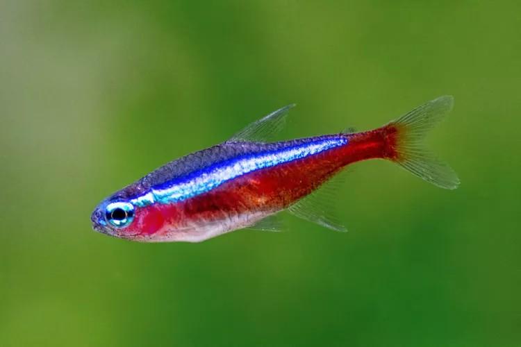 Kardinal Tetra, Dieren en Toebehoren, Vissen | Aquariumvissen, Vis, Zoetwatervis, Schoolvis