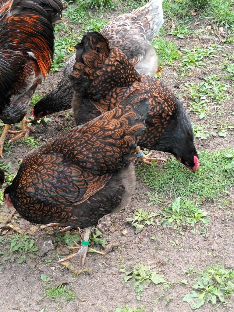 broedeieren barnevelder dubbel gezoomd, Dieren en Toebehoren