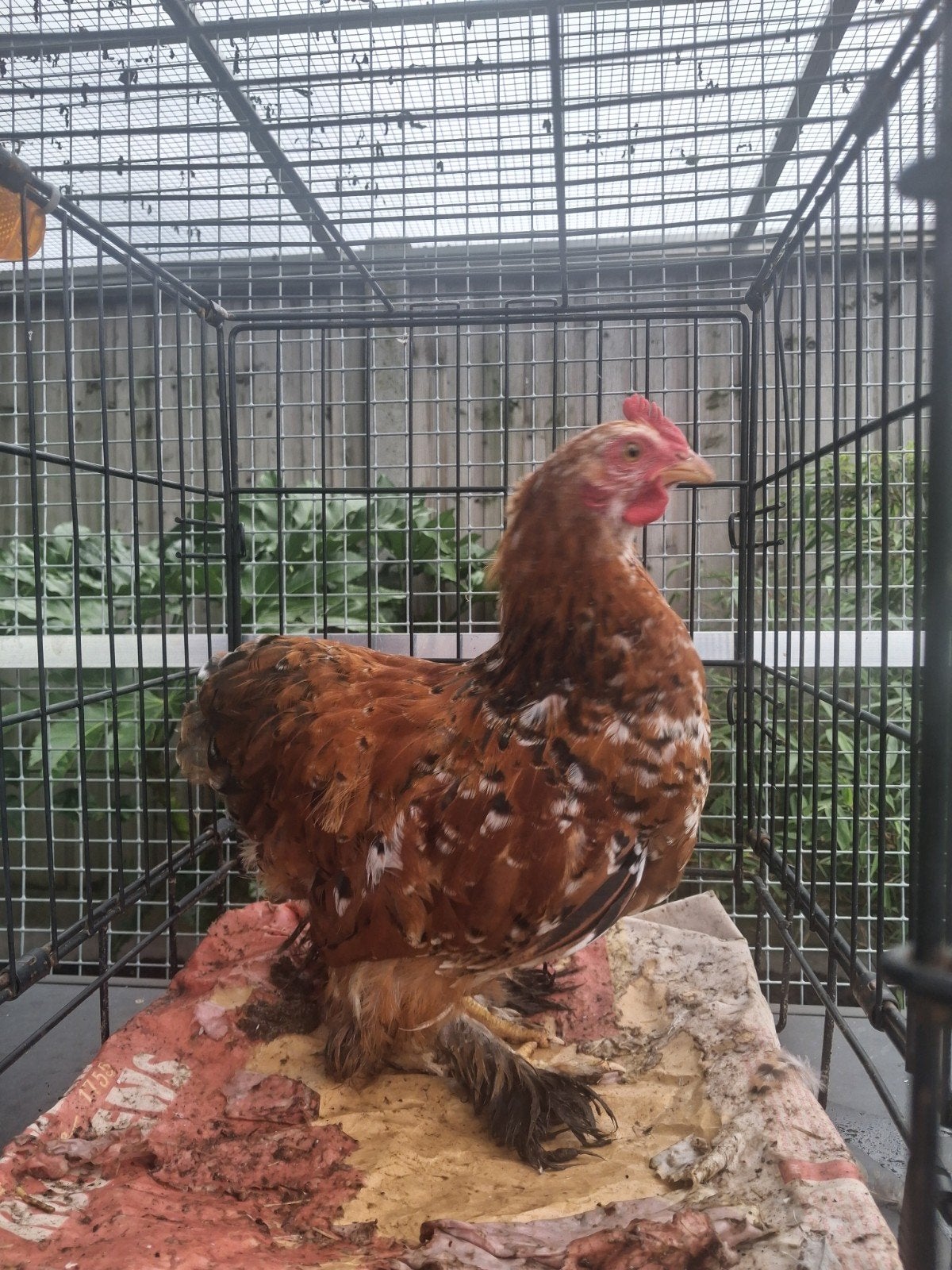 Cochin kriel haan, Dieren en Toebehoren, Pluimvee