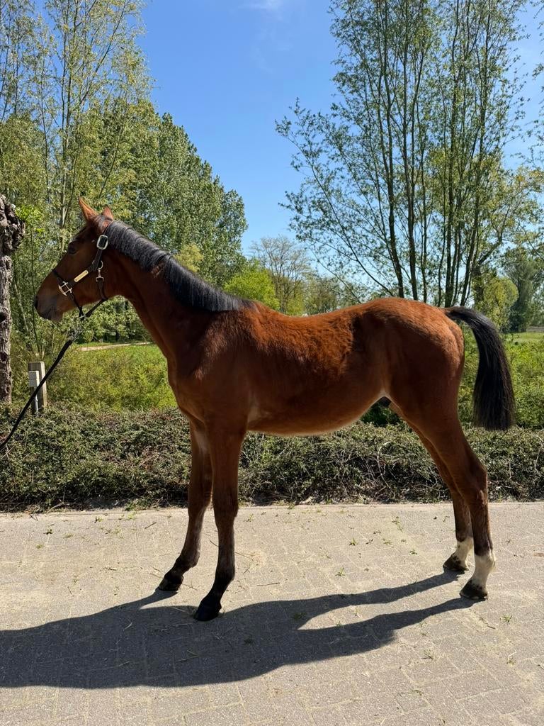 Bloedgefokte jaarling hengst Ultra Star X Chatinue, Springpaard, Minder dan 160 cm, Met stamboom, Niet van toepassing