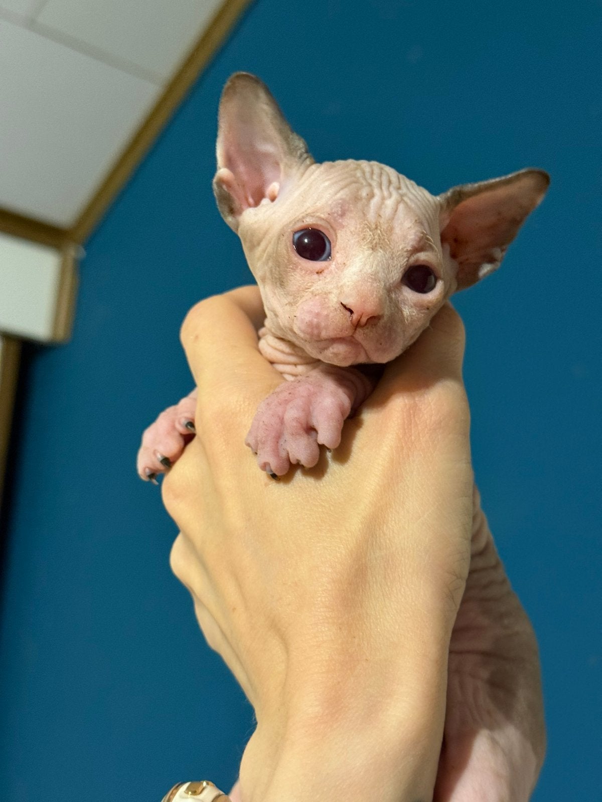 Prachtige Sphynx kittens Van erkende hobbykwekerij, Chatte ou Chat, Avec pedigree, 0 à 2 ans