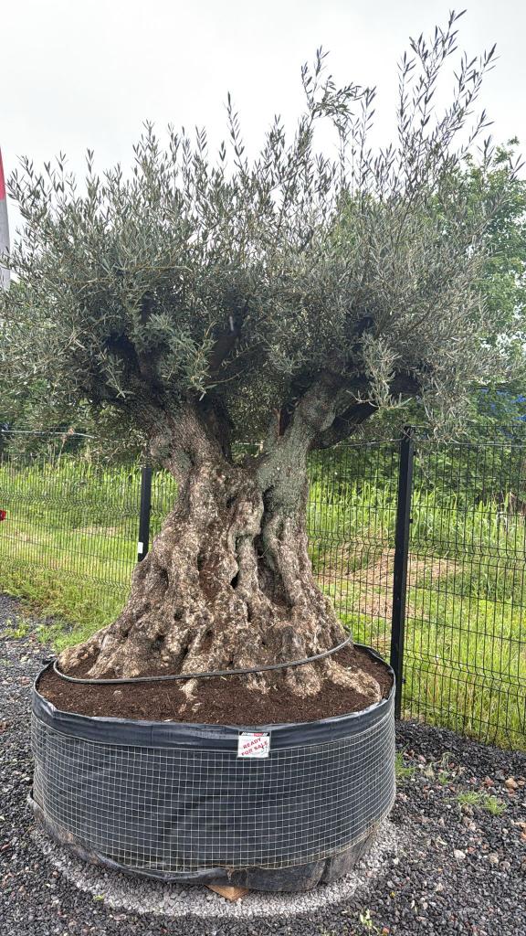 Olijfboom bonsai stuntprijs !!! Stock id (34), Tuin en Terras, Lente, Olijfboom, 250 tot 400 cm, Ophalen