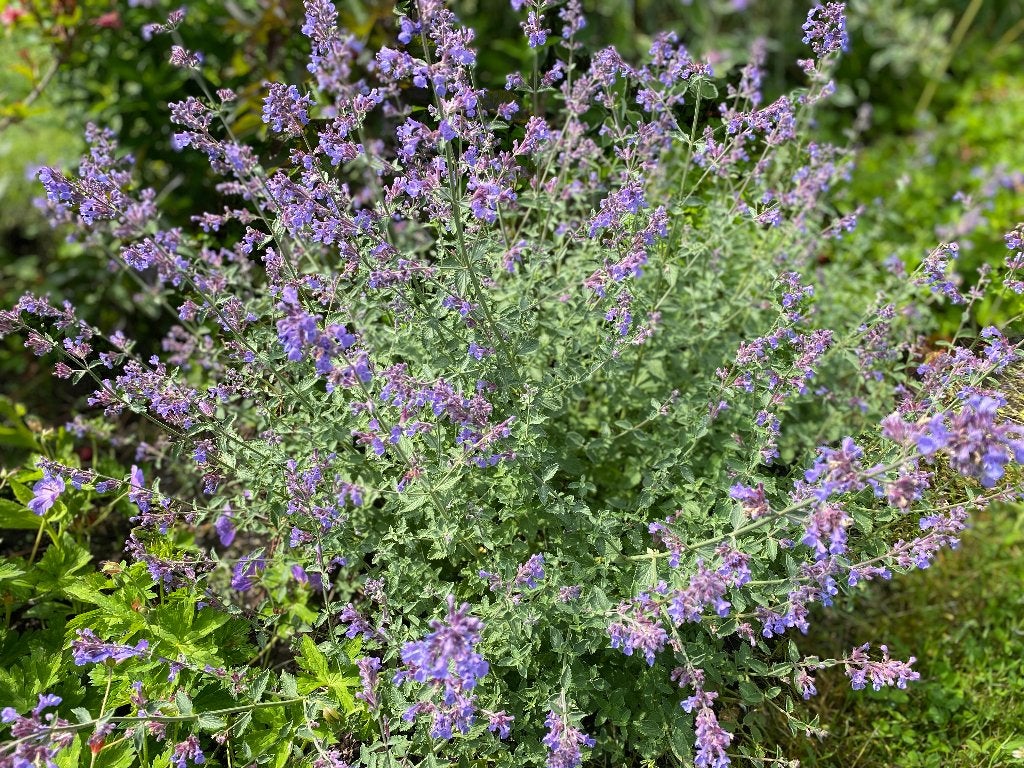 Nepeta Faassenii Six Hills Giant ( Kattekruit ), Ophalen, Vaste plant