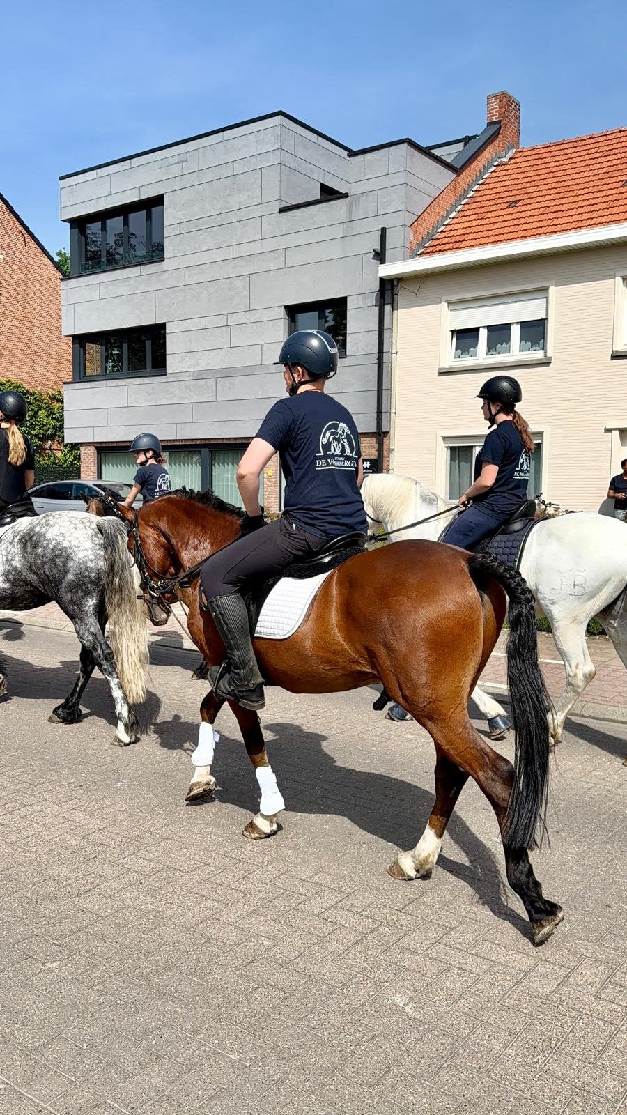 Ervaren D-pony ruin zoekt een fijne, nieuwe thuis, Avec puce électronique, 11 ans ou plus, Hongre, Débourré
