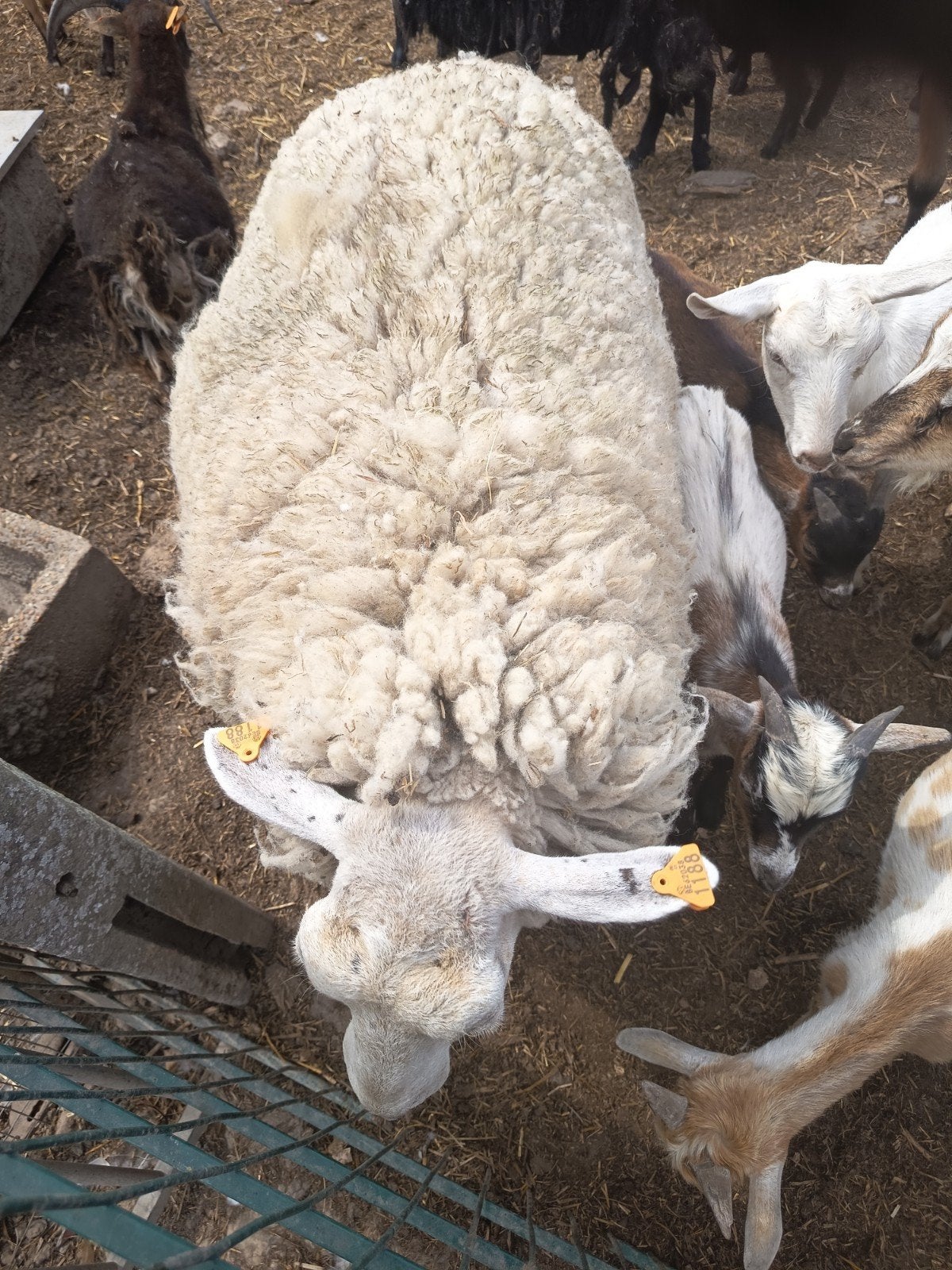 Moutons, Animaux & Accessoires, Mouton
