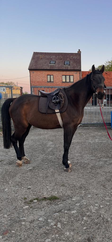 Merrie met goeie afstamming, Dieren en Toebehoren, Merrie, Springpaard, Met stamboom, 170 tot 175 cm