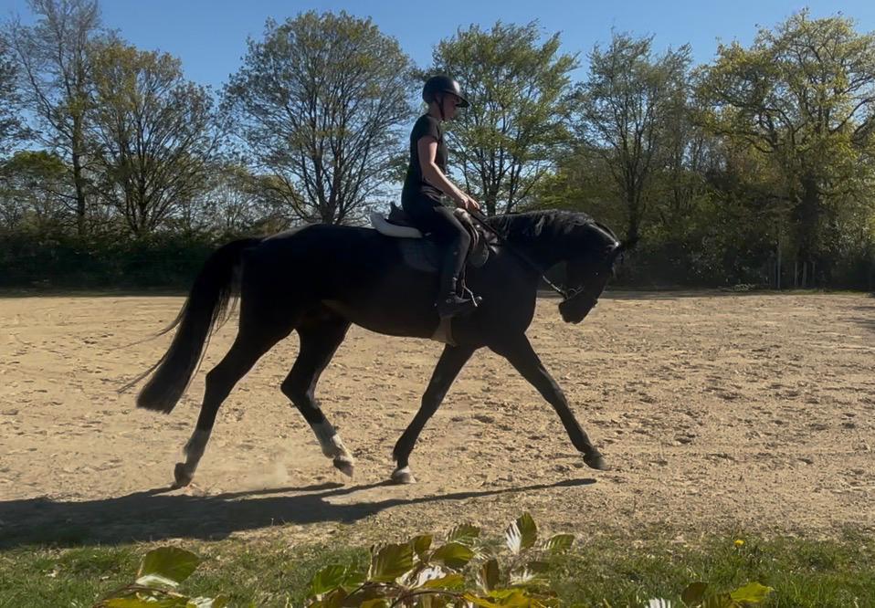 PROJECTPAARD‼️, Dieren en Toebehoren, Paarden, 175 cm of meer, Met stamboom, Ruin, Dressuurpaard