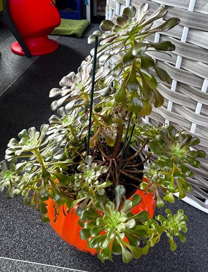 Plante grasse, Jardin & Terrasse, Plantes | Jardin, Enlèvement