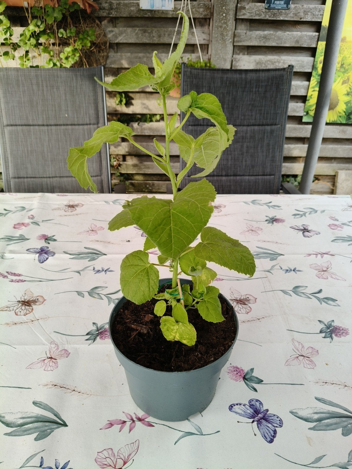 Moeras Hibiscus,gebroken wit., Ophalen, Winter
