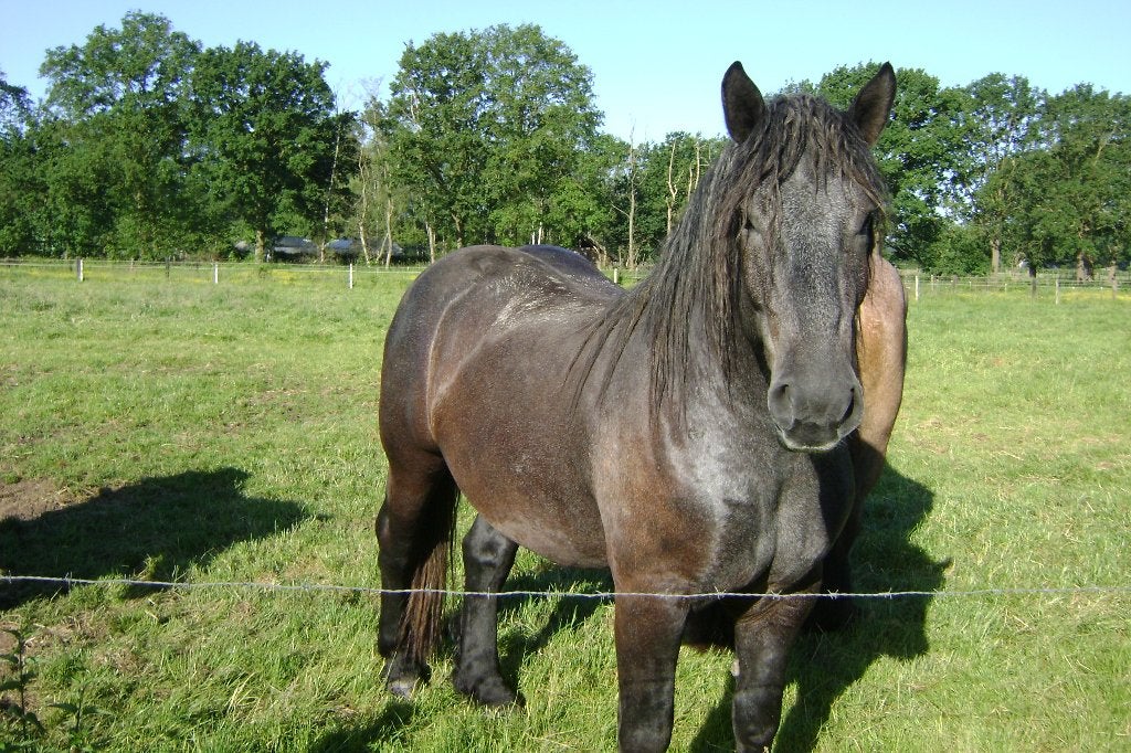 trekpaard, Animaux & Accessoires, Chevaux, Hongre, 165 à 170 cm, Ne s'applique pas, 3 à 6 ans