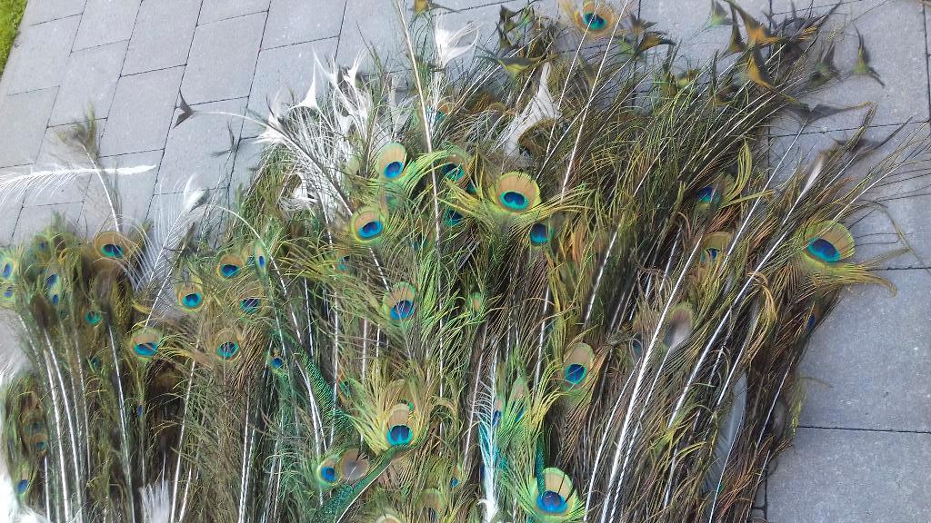 plumes de paon, Juin