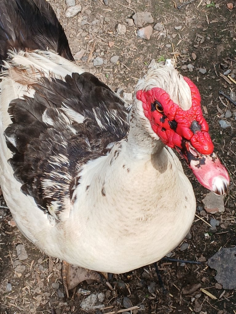 Barbarie eend koppel, Meerdere dieren, Eend